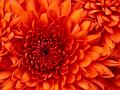 Chrysanthemum (Copy)